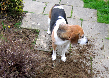 Charly hilft den Garten umgraben